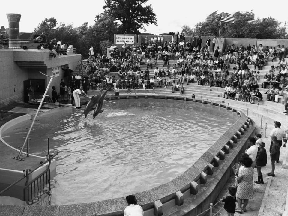 Delfine springen in einem Becken vor Publikum