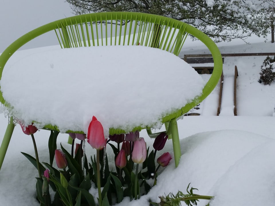 Vor einem Gartenstuhl der mit Schnee bedeckt ist, ragen einige Tulpen aus der geschlossenen Schneedecke.