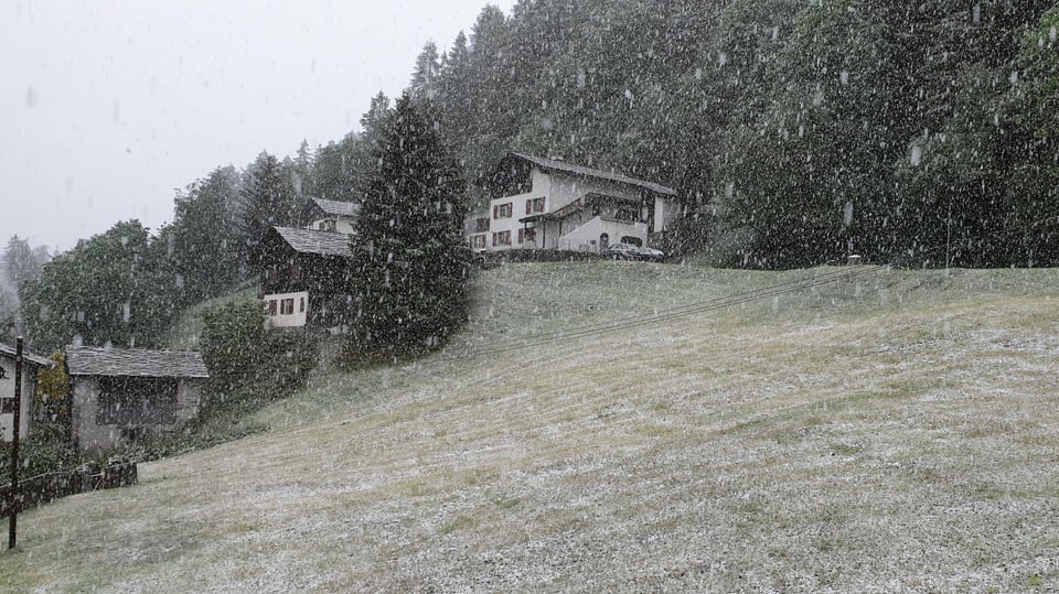 Leicht verschneite in Wiese in Vals.