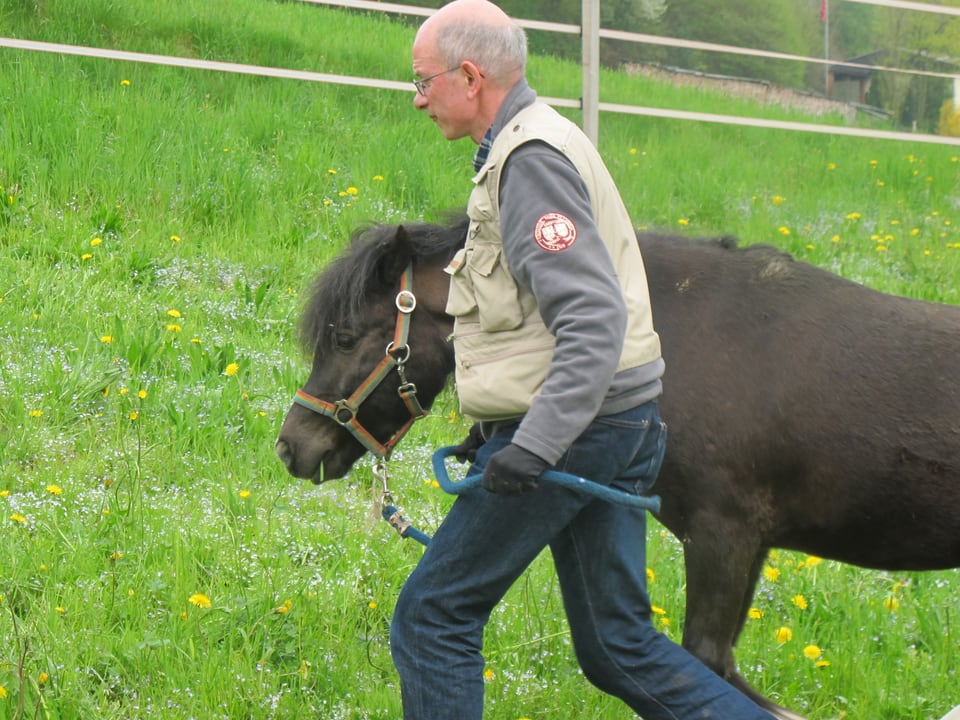 Bild Oehninger führt ein Pony aus der Pferdekoppel