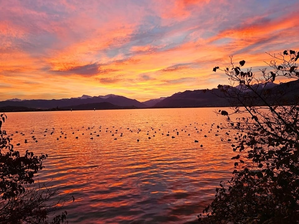 Rapperswil/SG See, Morgenrot, Enten.