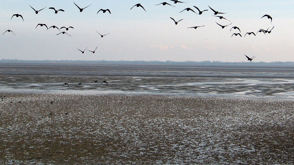 Vögel fliegen über das Wattenmeer