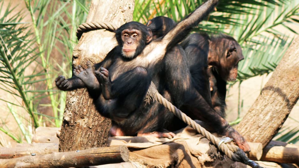 Junge Schimpansen im Zoo Leipzig