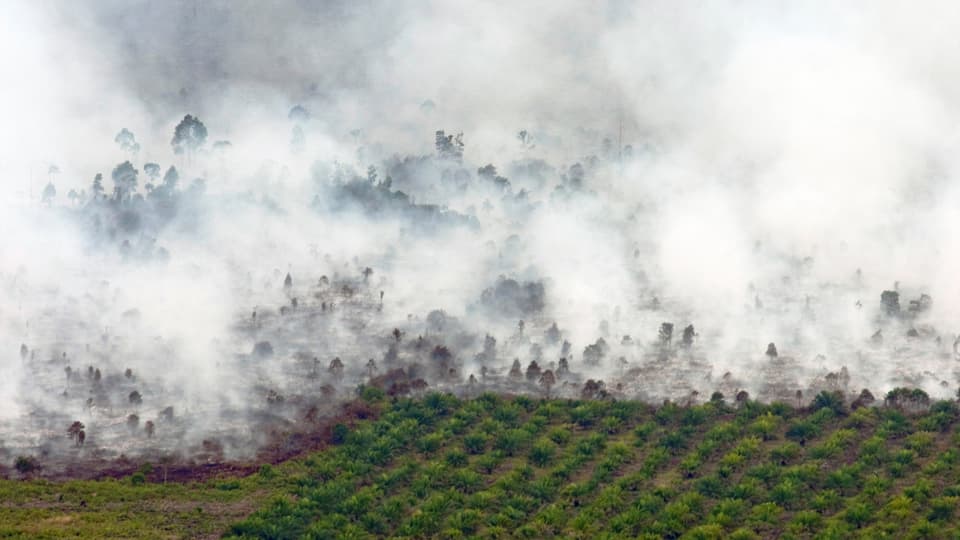 Brennender Wald, daneben Palmöl-Plantage, fotografiert aus der Luft.