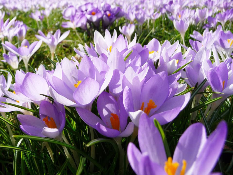 Ein Feld voller violetter Krokusse