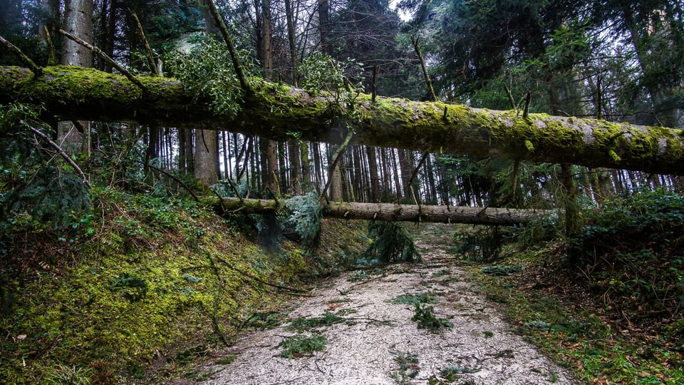 Mehrere Bäume liegen quer über einen Weg in der Nähe von Egolzwil.