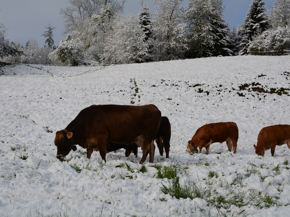 Ein paar Kühe auf der Schneeweide.