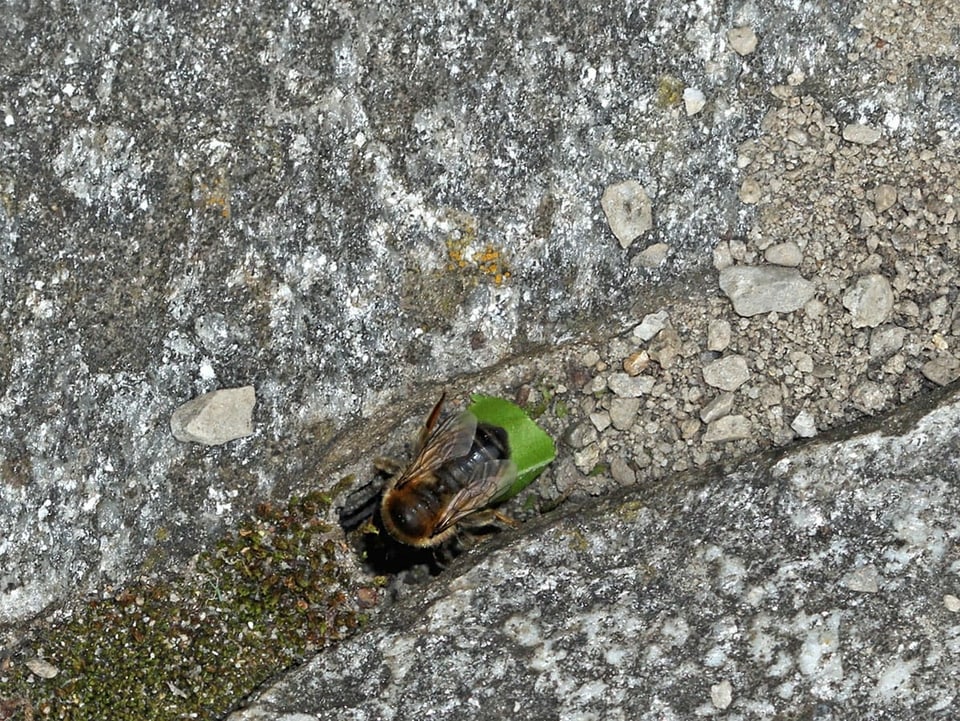 Eine Blattschneider Biene zwischen zwei grauen Steinplatten