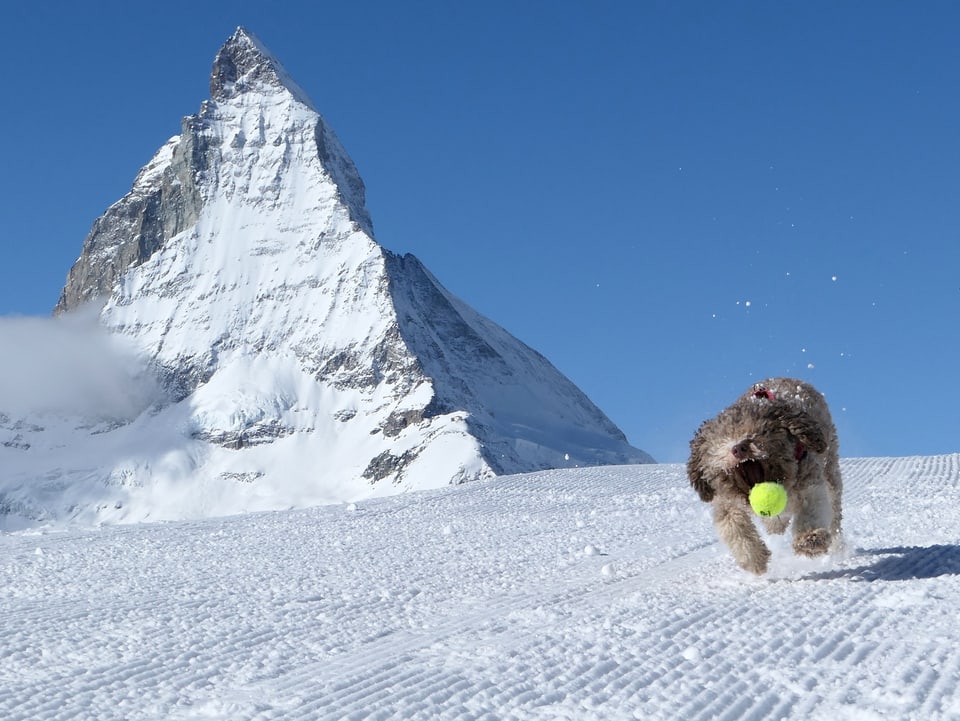 Hund jagt Ball auf Schnee, im Hintergrund das Matterhorn.