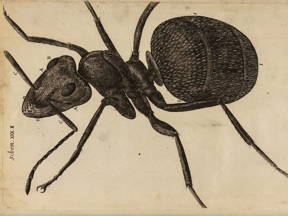 Eins der berühmtesten Bilder auf Robert Hooke’s Buch «Mikrographia». 