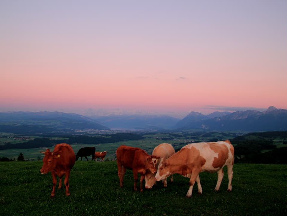 rötlicher Himmel, im Vordergrund Kühe auf der Wiese
