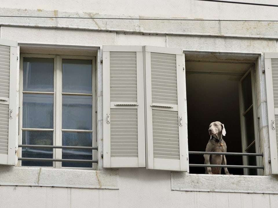 Hund in einem geöffneten Fenster.