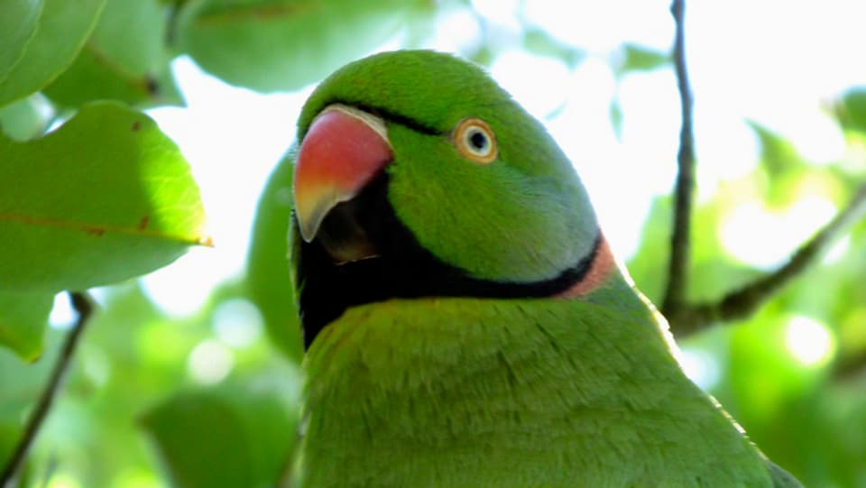Der grüne Papagei mit dem roten Schnabel.