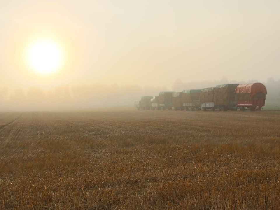 Sonne drück durch den Nebel über abgerntetem Feld