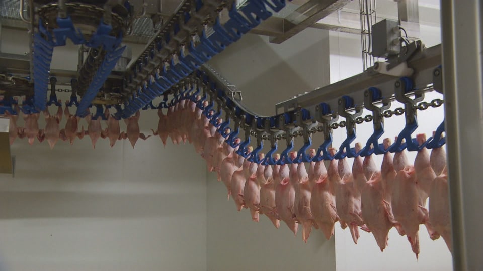 Geschlachtete Hühner, ohne Kopf, rotieren an einer Installation