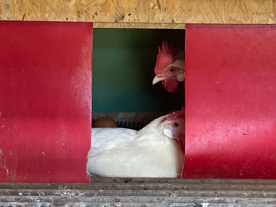 Zwei Hühner in ihrem Stall
