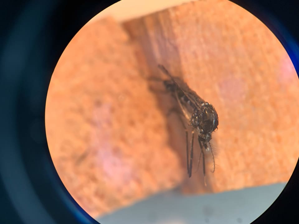 Eine Steckmücke im Mikroskop