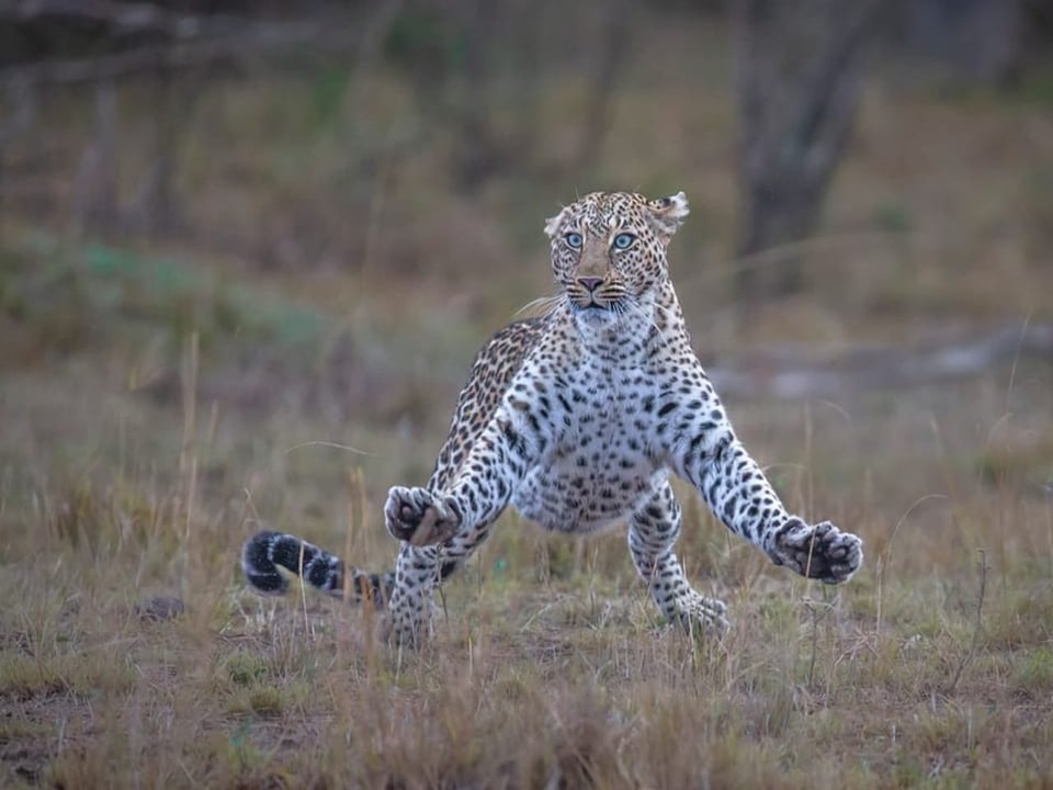 Auf dem Bild ist ein Leopard zu sehen.