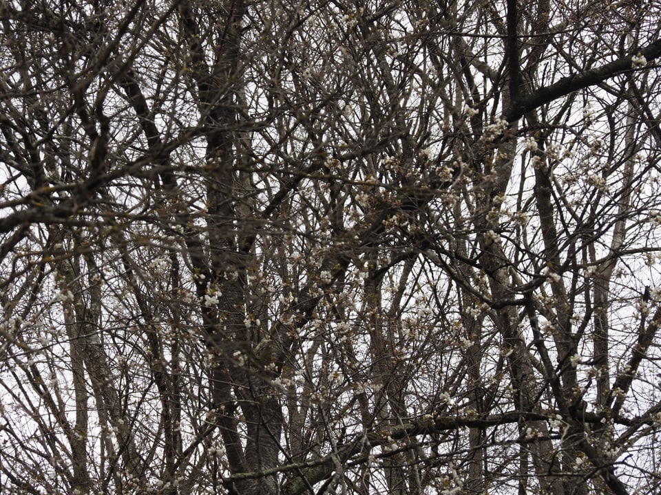 Blüten am Baum 