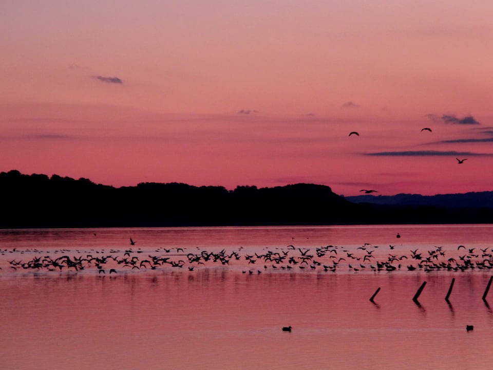 Rosa Abendstimmung über dem See. Die Vögel setzen zum Abflug an.