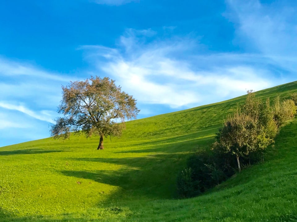 Landschaft bei sonnigem Wetter: ein grüner Hügel, ein Baum steht darauf, seine Blätter beginnen sich zu verfärben.