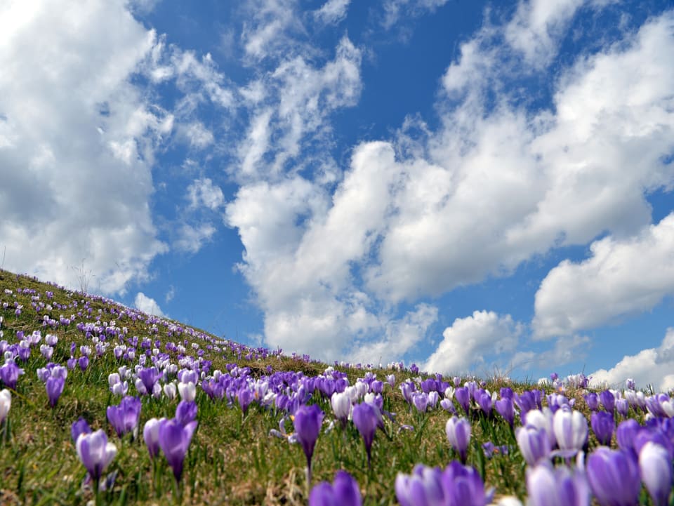 Eine Wiese voller violetter Krokusse, darüber ein mit Wolken geschmückter, blauer Himmel.