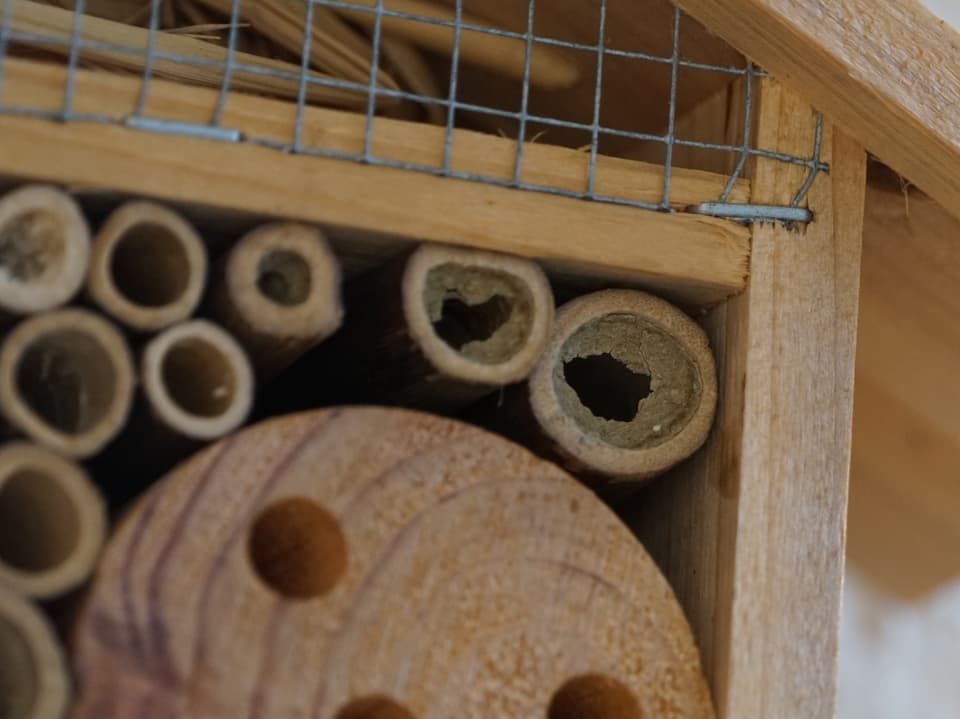 Nistkasten für Insekten. Der Holzkasten ist mit Röhrchen gefüllt. Zwei Röhrchen sind vorne aufgebrochen. 