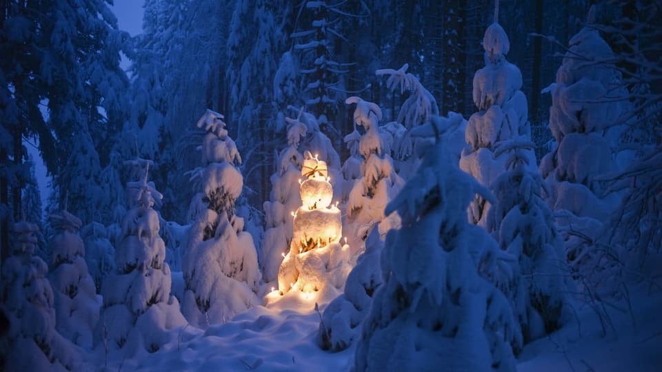 Ein verschneiter und beleuchteter Tannenbaum im Wald.