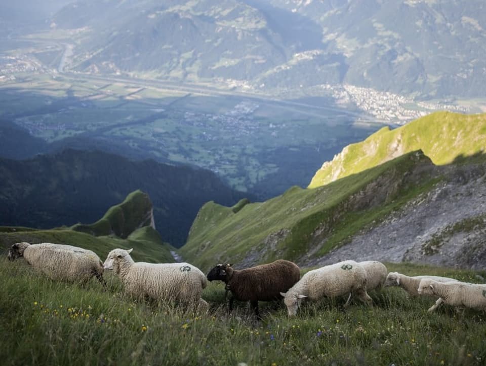 Schafe auf einer Alp