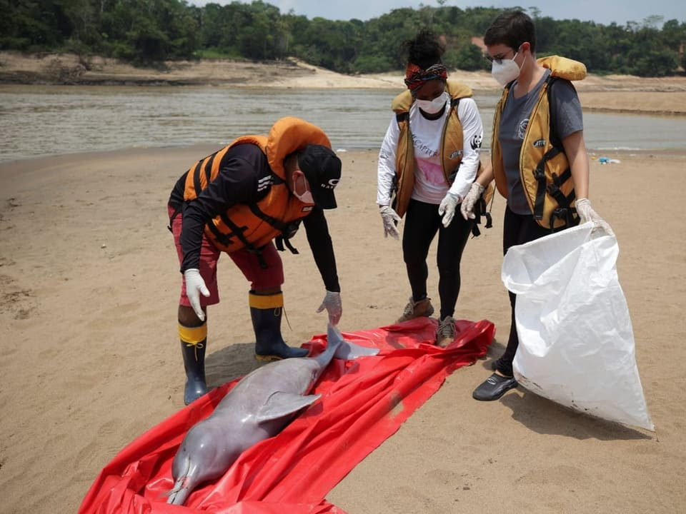 vorne links ein grauer, toter Delfin auf rotem Tuch. Darum stehen drei Menschen in gelben Schwimmwesten.
