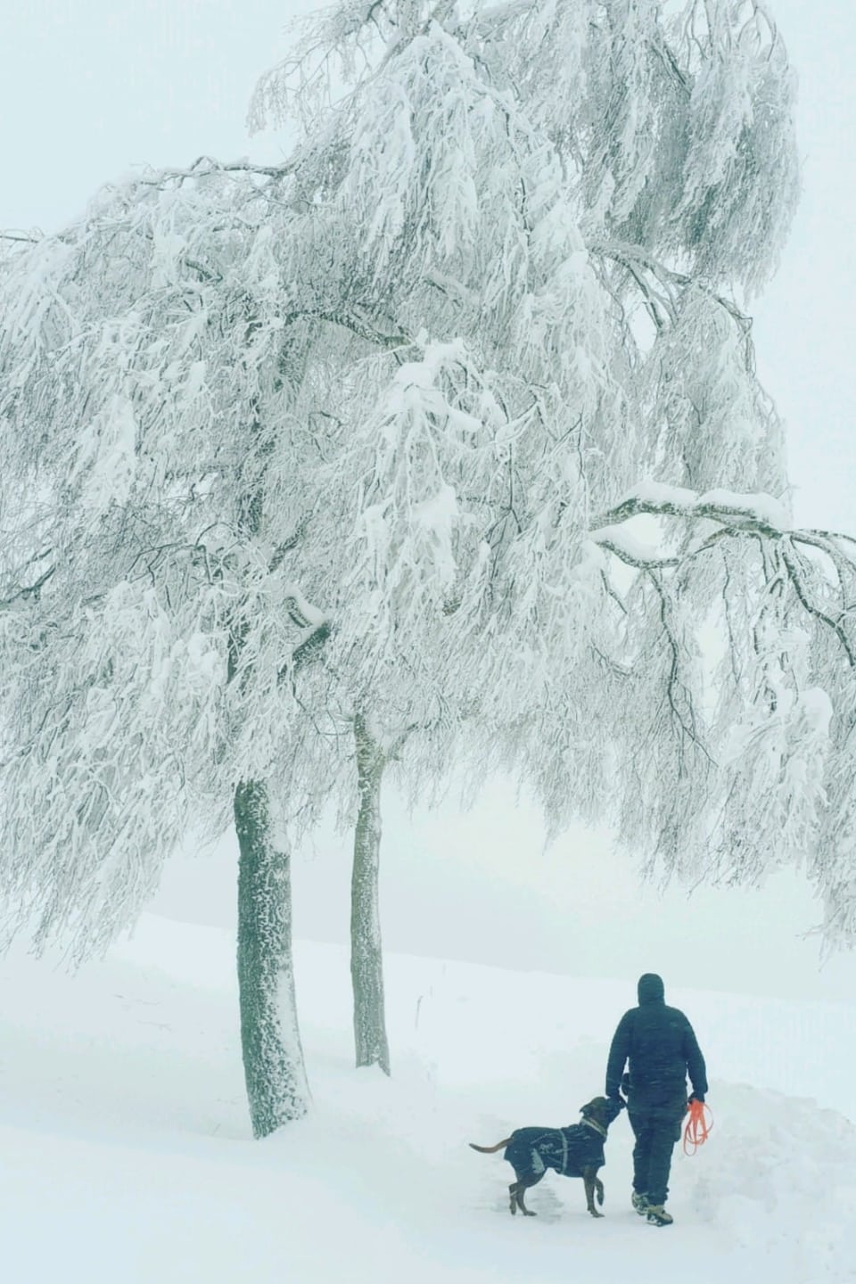 Person läuft mit Hund auf tiefverschneitem Weg