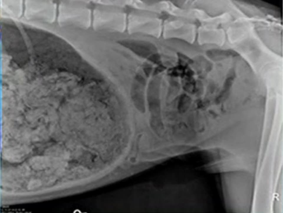 Röntgenaufnahme des Magens der Dogge