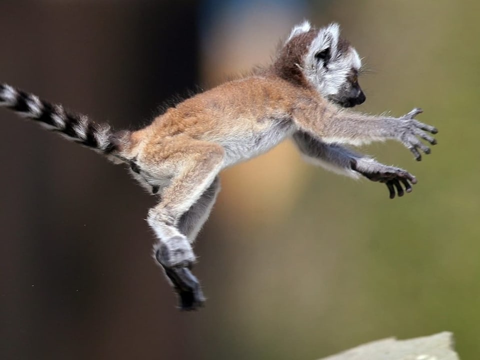 Ein Katta-Lemur springt durch die Luft.