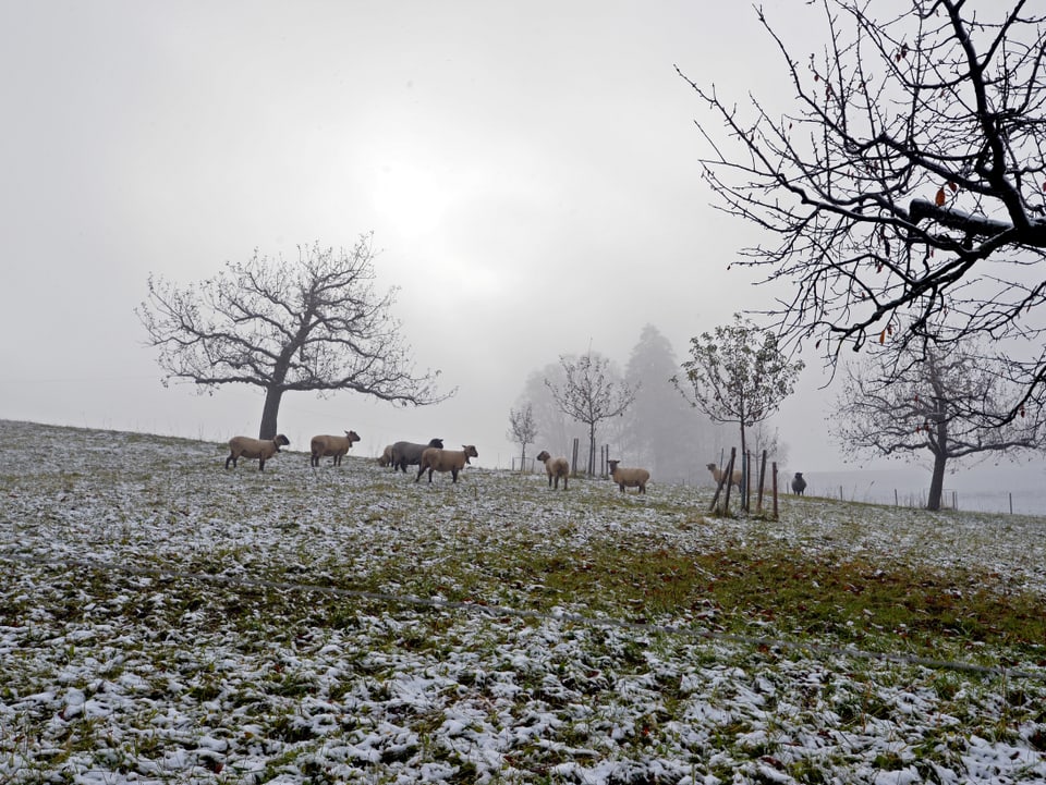 Schafe auf der Weide im Schnee.
