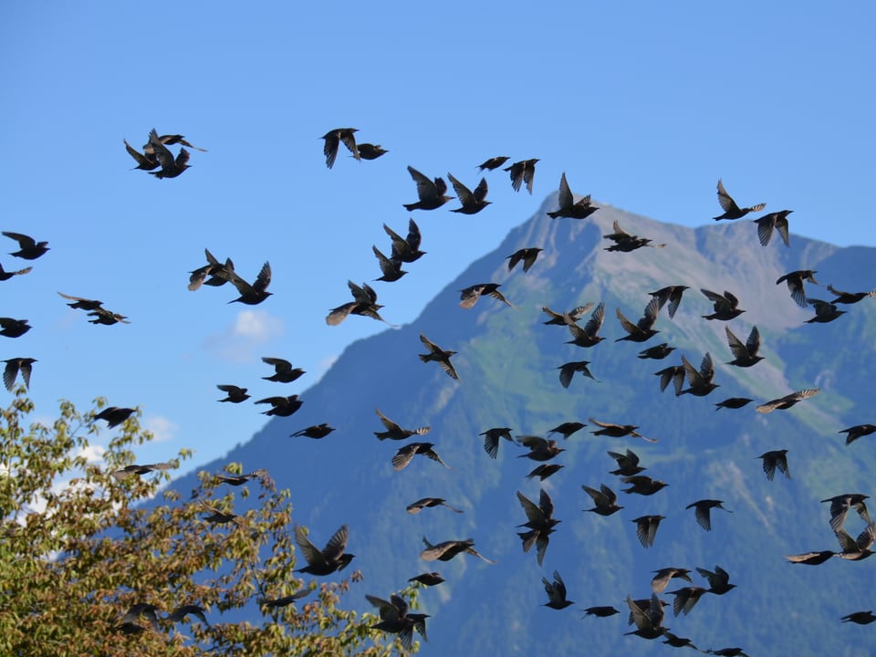 Viele schwarze Vögel am Himmel. Im Hintergrund ein Berg, der Niesen, in Form einer Pyramide. Der Himmel ist blau und die Sonne scheint. 
