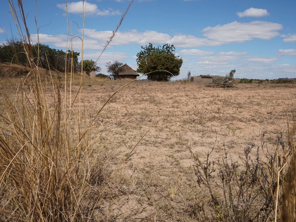 Wegen der Trockenheit ist in diesem Jahr auf den Feldern im Süden Simbabwes nichts gewachsen.