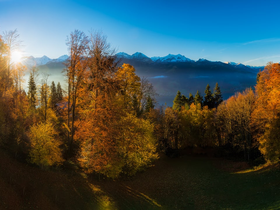 Die aufgehende Sonne taucht den Herbstwald in ein äusserst warmes Licht. Im Tal letzte Nebelschwaden.
