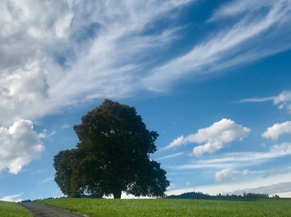Wolken und Sonnenstimmung am Innerschweizer Himmel, ein Baum in der Landschaft steht auf einer grünen Wiese.