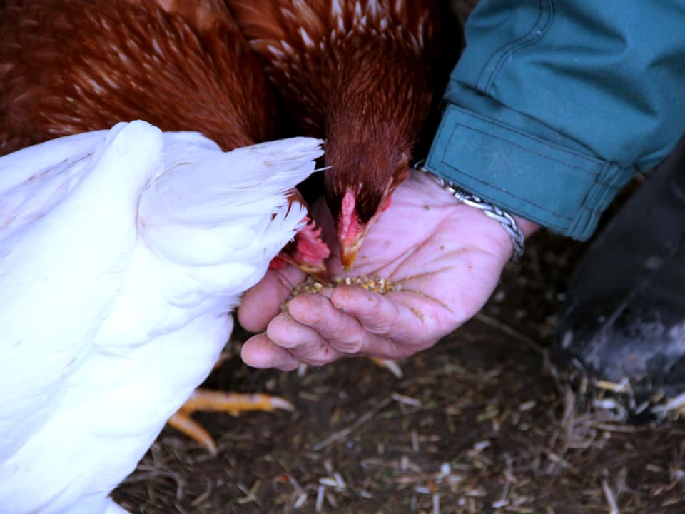 Hühner picken Körner aus der Hand.