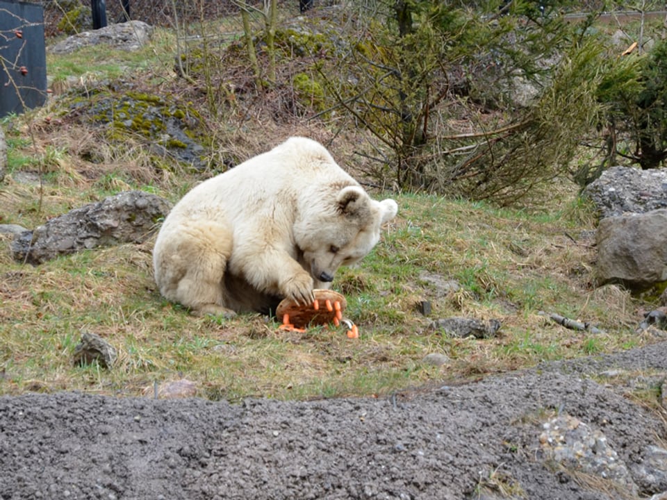 Ein Bär spielt mit Karotten.