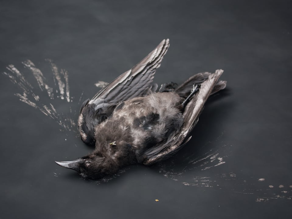 Eine tote Krähe auf schwarzem Grund.