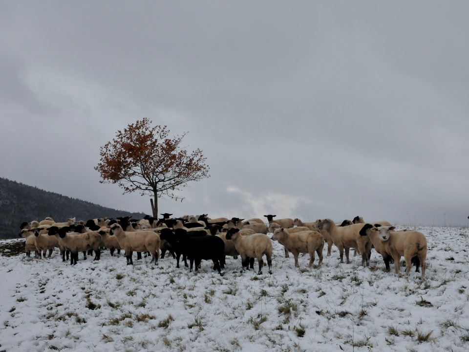 Schafe auf einer verschneiten Weise