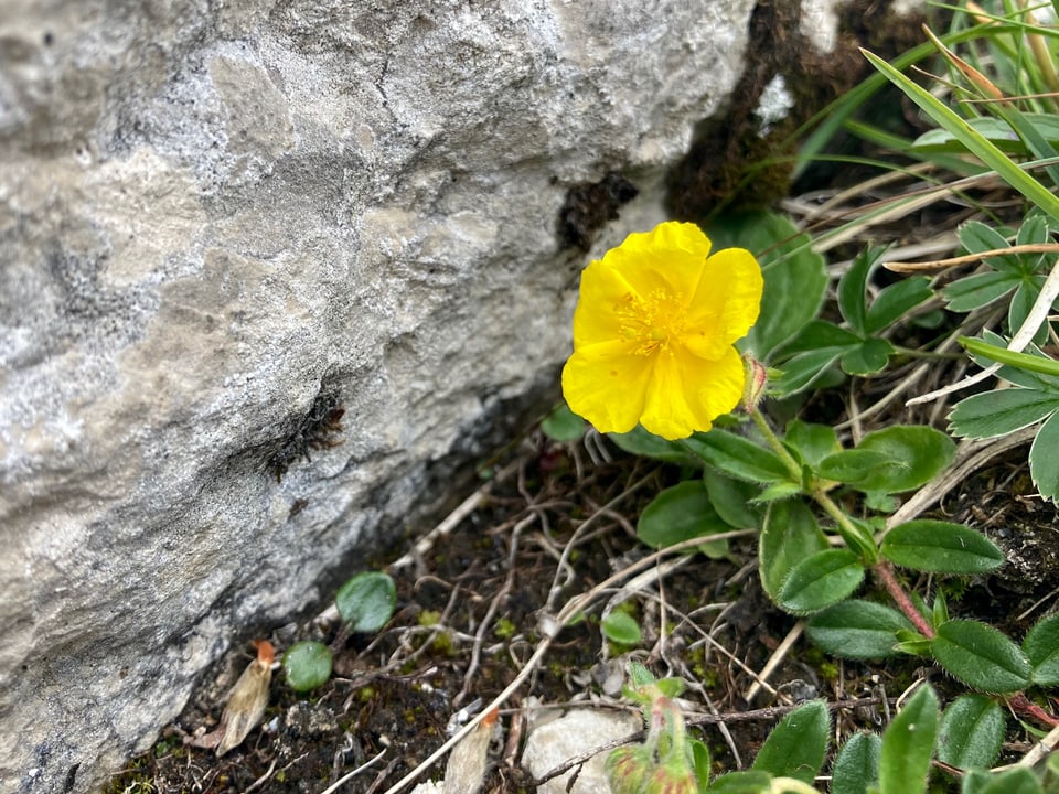 Grossblütiges Sonnenröschen