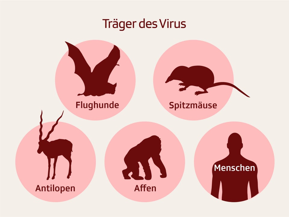 Grafik zu Virenträgern Flughunde, Spitzmäuse, Antilopen, Affen und den Menschen
