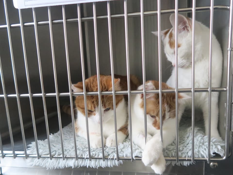 Drei kleine Kätzchen, die gerade kastriert wurden. Mit Kleintieren verdient ein Tierarzt besser als mit Nutztieren