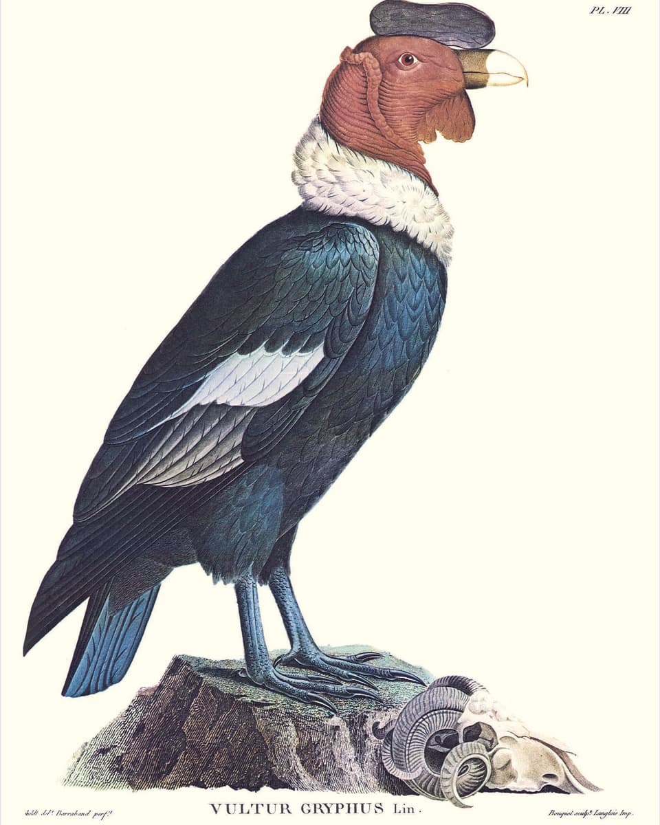 Ein Kondor mit schwarzen Federn und rotem Kopf.
