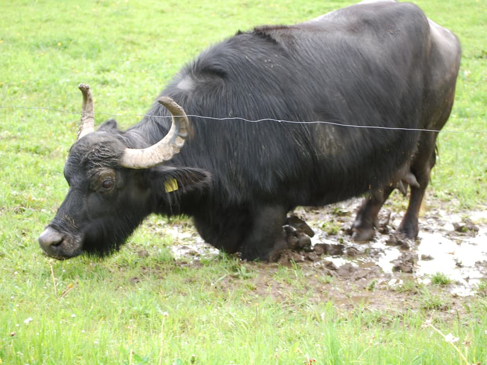 Schwarzer Büffel suhlt sich im Dreck. 