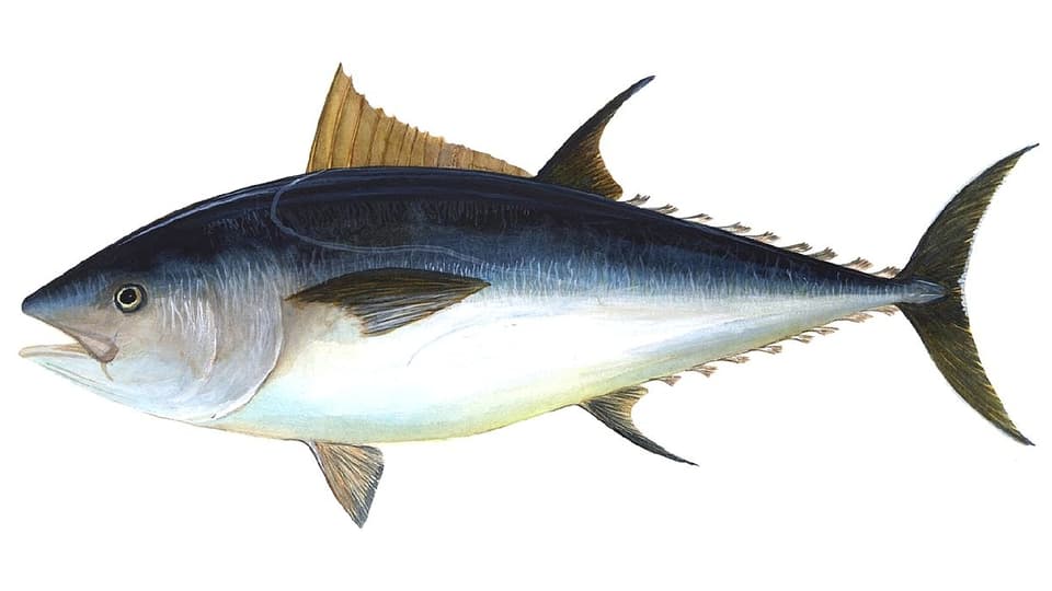 Grafische Darstellung des Roten Thunfisch, auch Blauflossen-Thunfisch genannt.