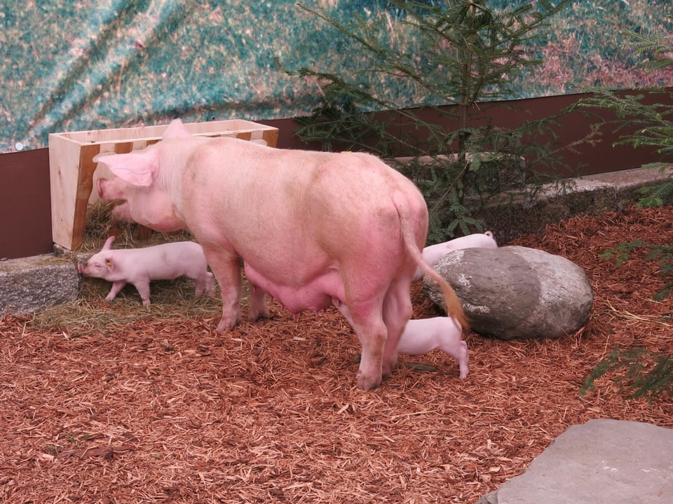 Ein Schwein mit Jungen.