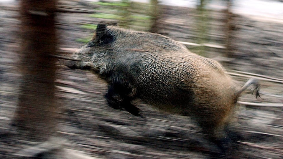 Wildschwein rennt durch den Wald